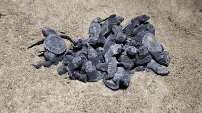 Turtle hatchlings emerge from eggs at Gahirmatha