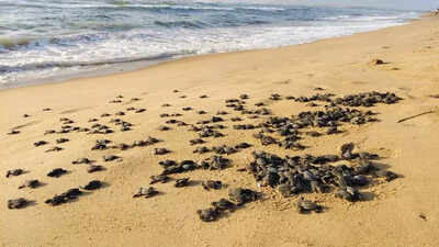 Turtle hatchlings emerge from eggs at Gahirmatha