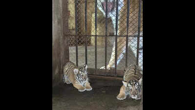 Adopt tiger cubs and get to name them