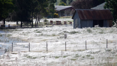 This isn’t snow! Spiders create a snow-like sea of silk with mass ballooning