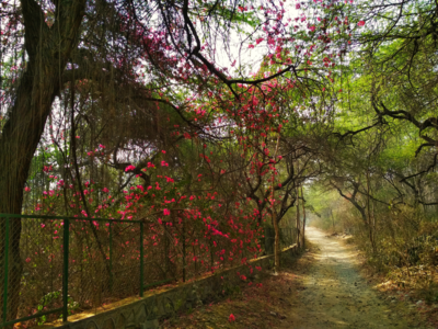 5 forests you didn't know existed around Delhi