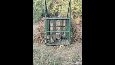 After 45 days, leopard spotted inside Lucknow factory rescued