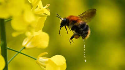 Insects to go extinct? Here's what viral research says