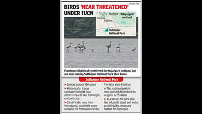 Flamingos find new home at Sultanpur National Park