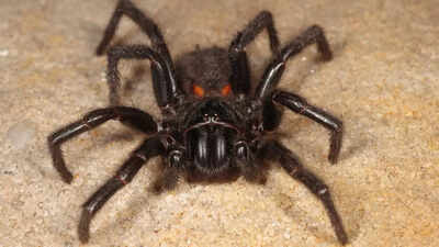 Why are Australians being told to catch one of the world’s most dangerous spiders?