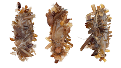 Meet the “bone collector” caterpillar, which wears prey’s body parts as camouflage