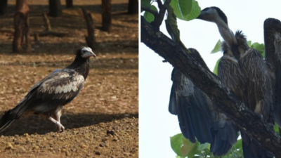 Himalayan Griffon Vulture rescued in Chhattisgarh completes 1,165 km journey to Nepal