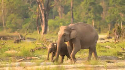 ‘Best coach’: Viral video shows elephant mom teaching baby how to eat right