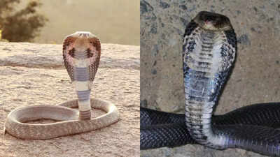 Indian cobra vs Chinese cobra: Know the key differences on the basis of their size, venom, habitat and more