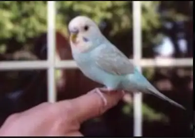 The bird that holds world record for knowing over 1,700 words