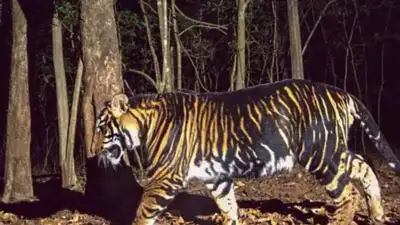 'Tigers were butchered, skinned, and smuggled out of country': Forensic probe uncovers global poaching racket active in MP