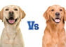Labrador Retriever vs Golden Retriever: 5 major differences between the pet dog breeds