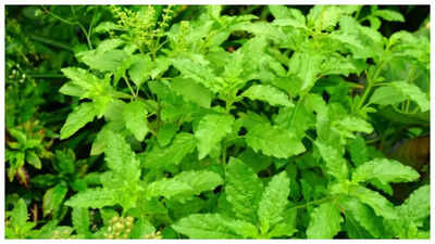 Tulsi can sharpen memory and boost metabolism, says America's National Library of Medicine