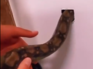 Watch: Snake flushes out rats from walls