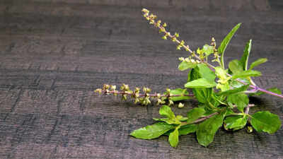 Why some experts don't want you to know about Ayurvedic Panch Tulsi