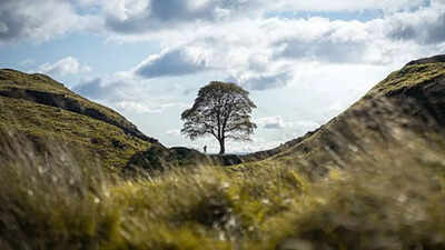 The tragic end of the 'Robin Hood' tree: Sycamore Gap tree took 100 years to grow and fell in under 3 minutes