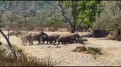10 elephants from Rajaji trek to Kalesar, biggest herd to have made the journey