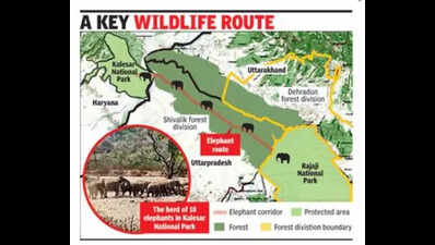 10 elephants from Rajaji trek to Kalesar, biggest herd to have made the journey