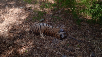 Tiger cub dies after being hit by vehicle on highway in Madhya Pradesh's Budhni