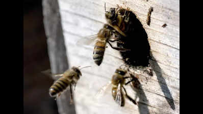 15 injured in bee attack at Shivneri Fort