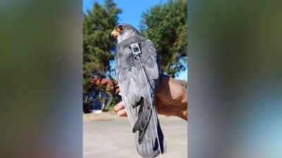 Amur falcon flies 4,000km, from Africa to Odisha