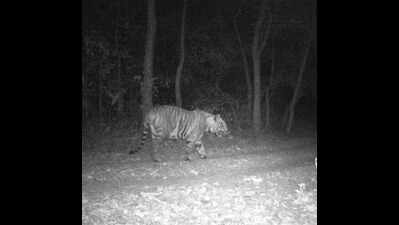 Tiger’s presence in Dalma make foresters worried