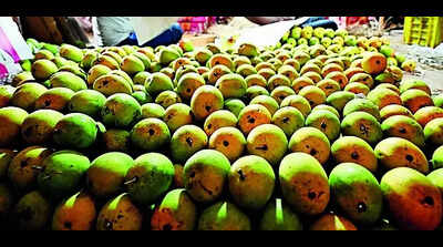 Mangoes of Konkan exported abroad from Mopa’s cargo hub