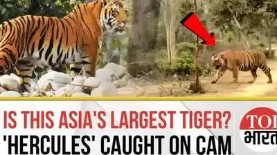 Meet ‘Hercules’, Asia’s Largest Tiger Caught on Camera in Uttarakhand | 7 Feet, 300 Kgs