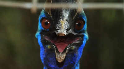 Meet the bird that can kill with a kick and it’s closely related to dinosaurs