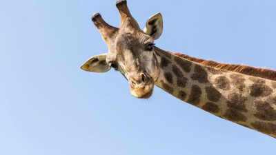 2,000 year-old Pompeii dig reveals giraffe bone and rare glassified human brain