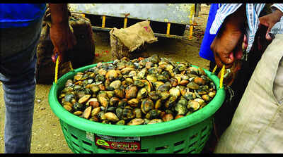 Impose shellfish harvesting guidelines for riverine areas: Experts