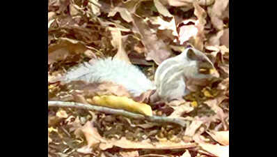 Albino Five-Striped Palm Squirrel Spotted in Seminary Hills, Nagpur