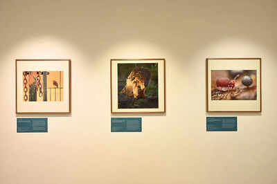 Wildlife photography exhibition opens at British Council India