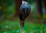 Cobra Capital of India: The Indian village has the highest snake population in the country