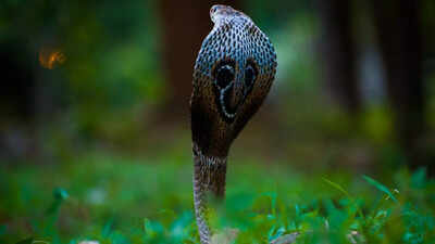 Cobra Capital of India: The Indian village has the highest snake population in the country