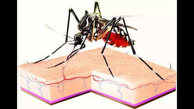 Punjab health department steps up testing for dengue, chikungunya amid rising cases
