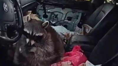 What! Police bodycam captures Chewy, the raccoon, holding meth pipe during traffic stop