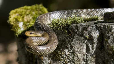 Discover the Indian states with highest snake population