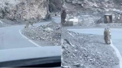 Watch | Rare snow leopard, the 'ghost of the mountains,' stuns tourists with majestic walk along Spiti road