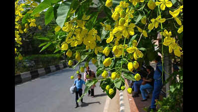 Gold standard: Delhi’s streets awash in amaltas glory