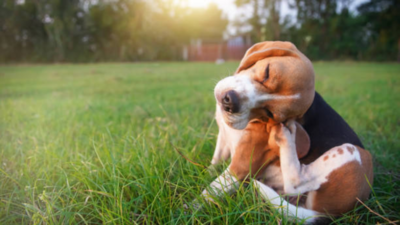 Common signs your pet might have allergies