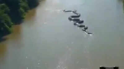Watch | Giant anaconda crawls through the Amazon goes viral, sparking debate over its reality