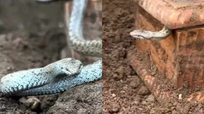 Watch | Snake guards secret hidden box in viral video, unveiling a surprising treasure buried underground