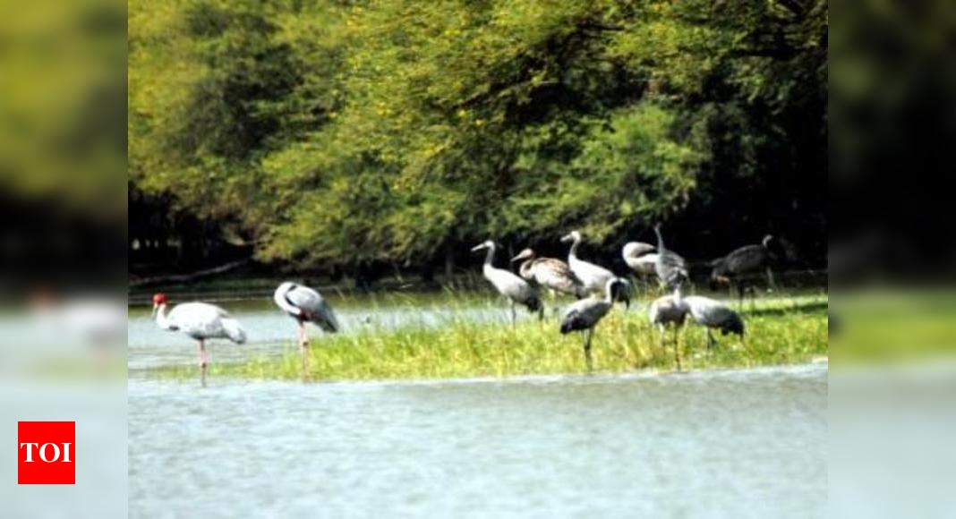 Migratory Birds Flock Pong Dam Lake Wildlife Sanctuary Times Of India