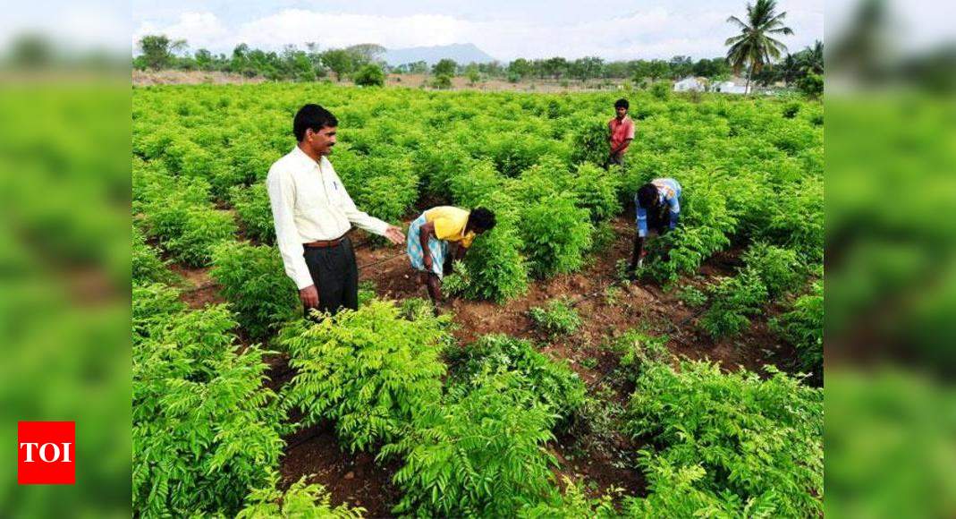 Sikkim To Have Institute On Organic Farming Times Of India