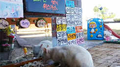 Stray cats have own live-streamed show in South Korea