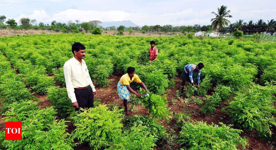 Dangs Declared Gujarats 100 Organic Farming District Ahmedabad News