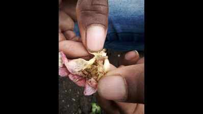 Bollworm infestation makes fibre crop less attractive
