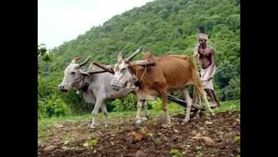Amreli farmer ends life fearing crop failure