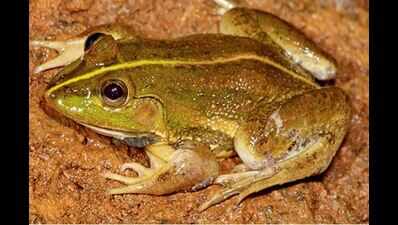 Scientists find new frog species